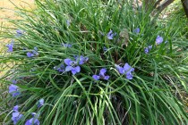 kanzakiayame_250326_02