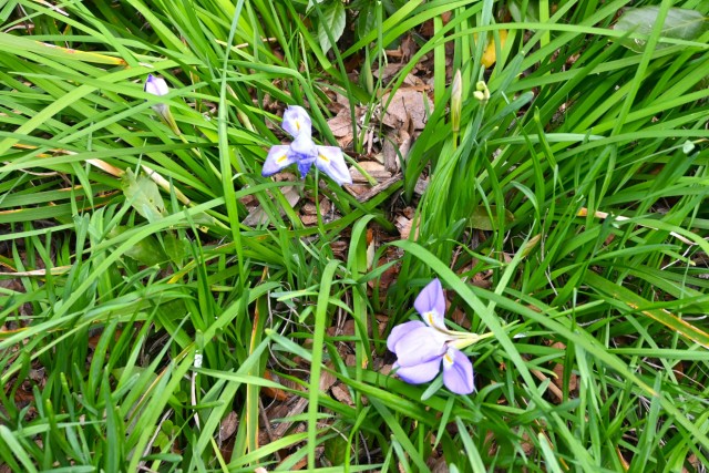 kanzakiayame_260128_01