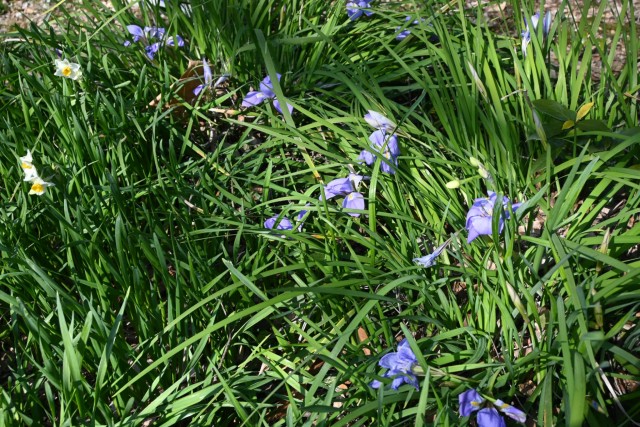 kanzakiayame_260204_01