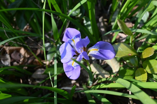 kanzakiayame_260204_02