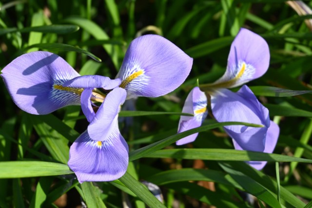 kanzakiayame_260218_01