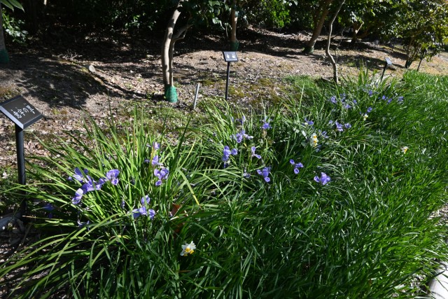 kanzakiayame_260218_02