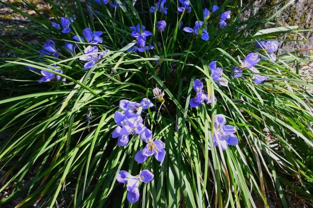 kanzakiayame_260218_03