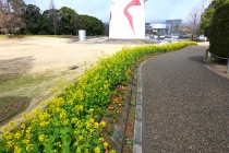 kanzakinanohana_250319_03