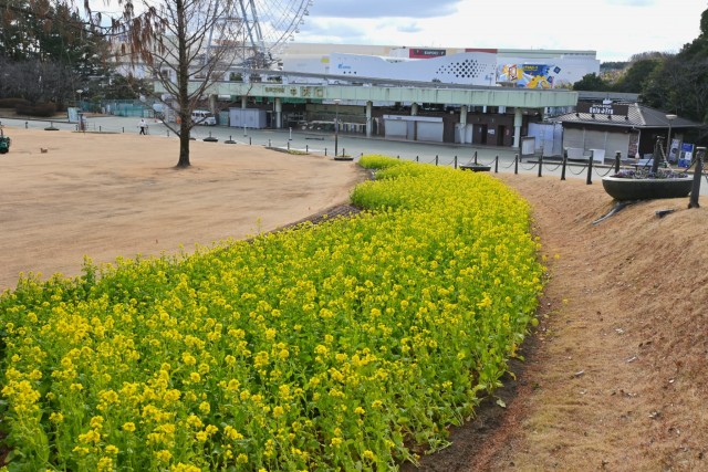 kanzakinanohana_260128_02