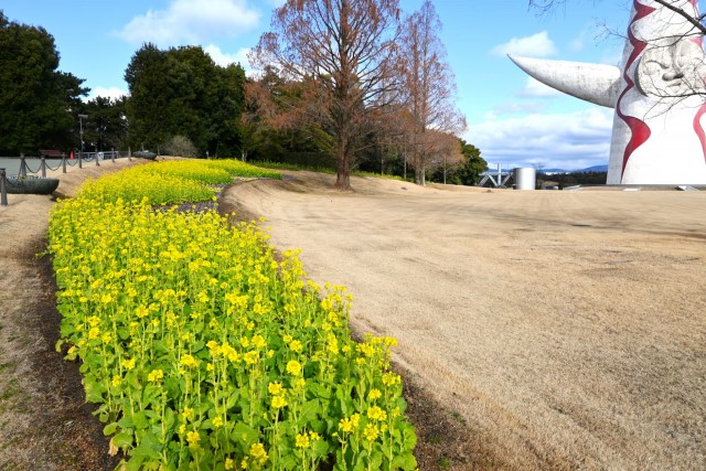 kanzakinanohana_260128_03