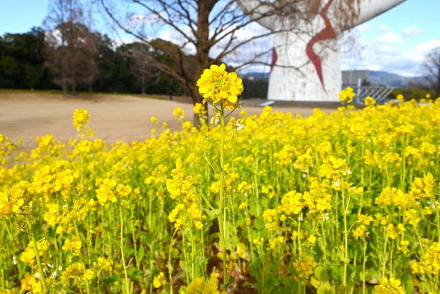 kanzakinanohana_260128_04