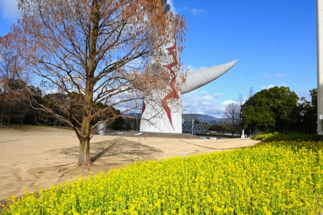 kanzakinanohana_260128_05