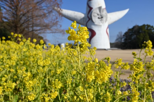 kanzakinanohana_260204_03