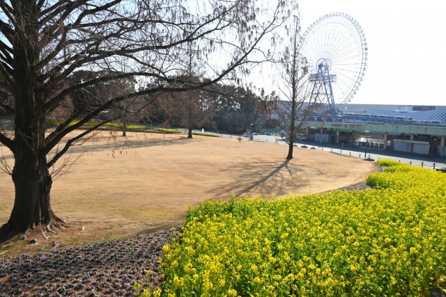 kanzakinanohana_260204_05