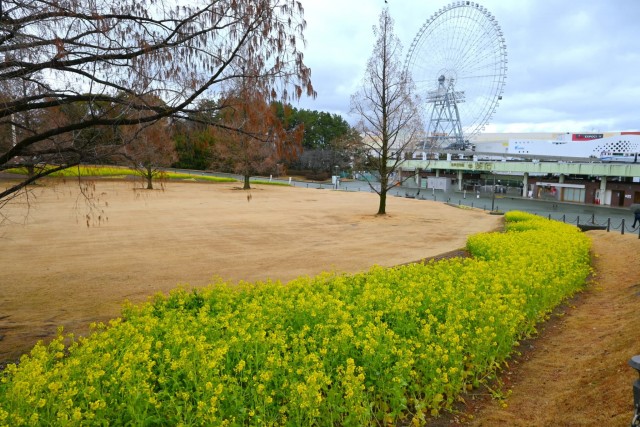 kanzakinanohana_260211_02