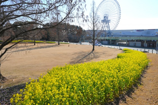 kanzakinanohana_260218_03