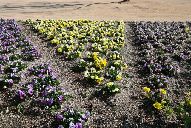 kanzakinanohana_260218_04