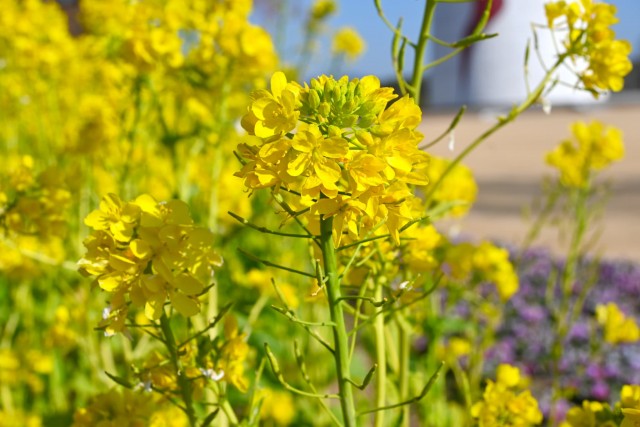 kanzakinanohana_260218_05