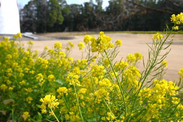 kanzakinanohana_260317_01