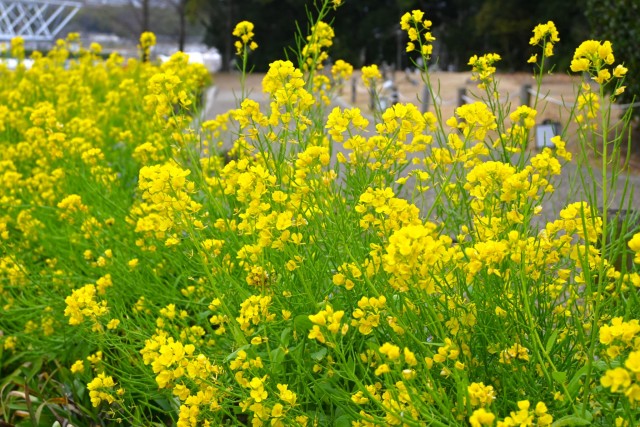 kanzakinanohana_260325_01