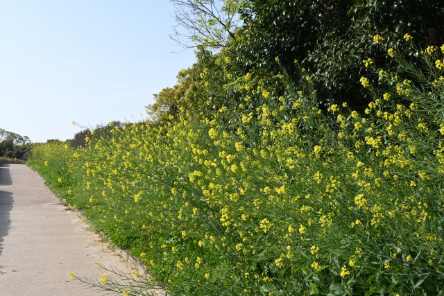 karashina_230412_01