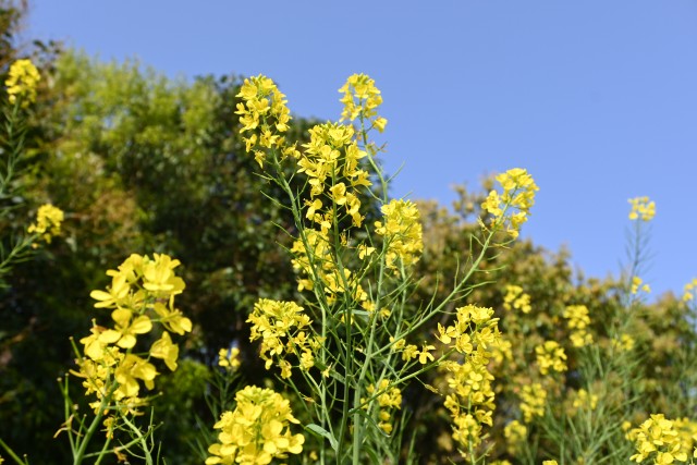 karashina_230412_02