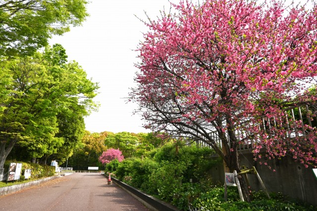 kikumomo_230420_01