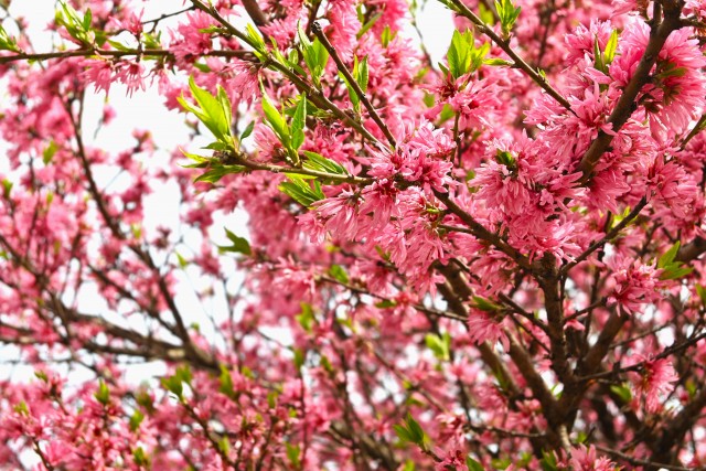 kikumomo_230420_02