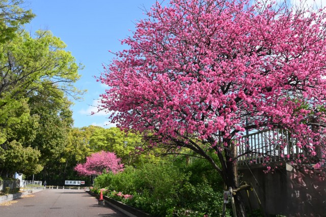 kikumomo_baraen_260408_01