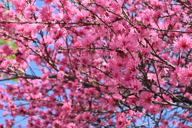 kikumomo_baraen_260408_02