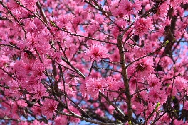 kikumomo_baraen_260408_03