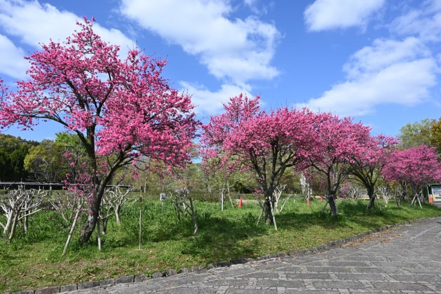 kikumomo_chatsumi_260408_01