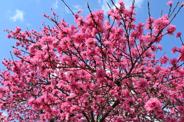 kikumomo_chatsumi_260408_02