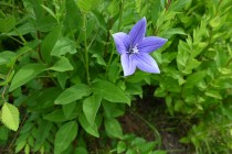 kikyo_240617_03