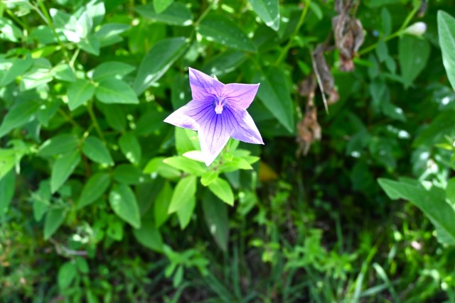kikyo_240716_01