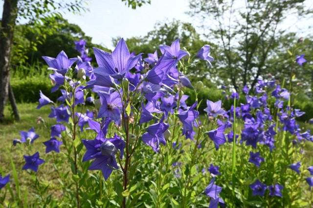 kikyo_260708_02