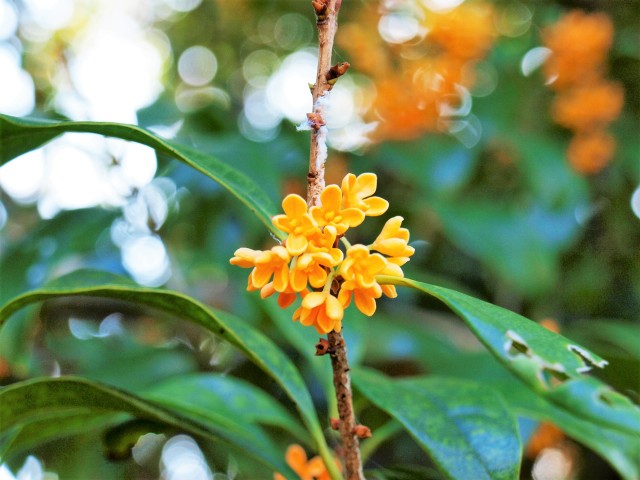 キンモクセイ 22年更新終了 万博記念公園 キンモクセイ 22年更新終了 万博記念公園