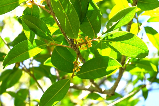 kinmokusei_251029_01