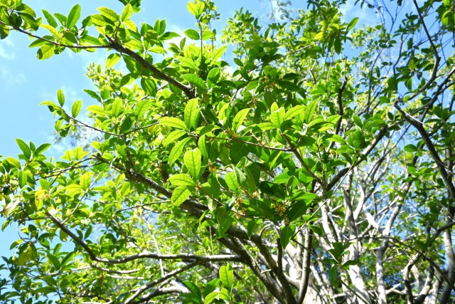 kinmokusei_251029_02