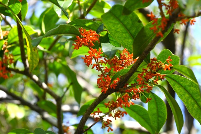 kinmokusei_251111_01