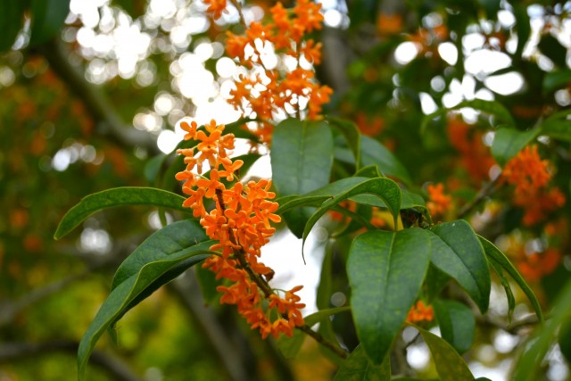 kinmokusei_2521106_01