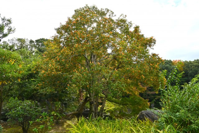 kinmokusei_2521106_02