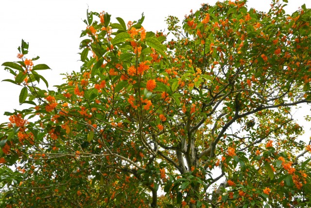 kinmokusei_2521106_03