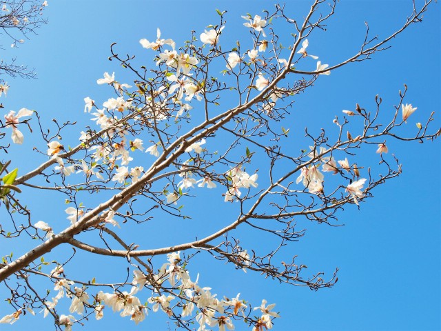 コブシ 21年 更新終了しました 万博記念公園