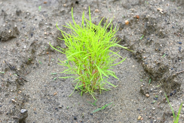 kochia_250625_01