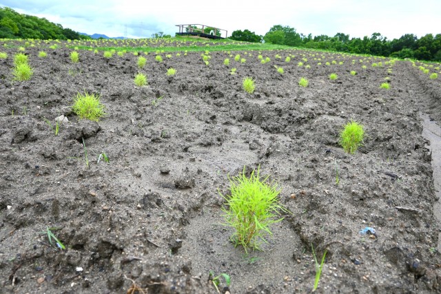 kochia_250625_02