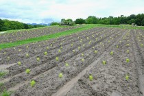 kochia_250625_03