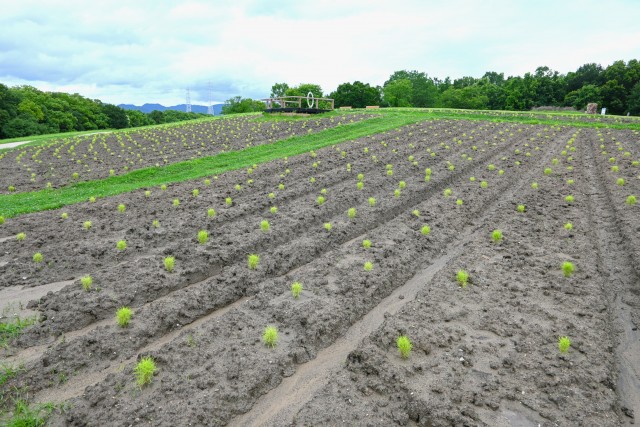 kochia_250625_03