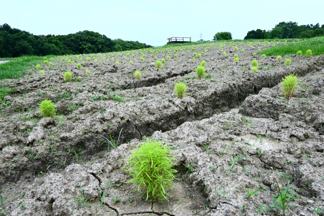 kochia_250702_02