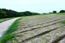 kochia_250702_03