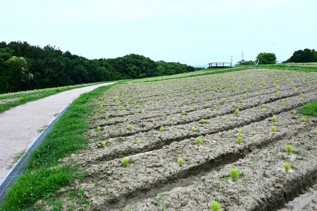 kochia_250702_03