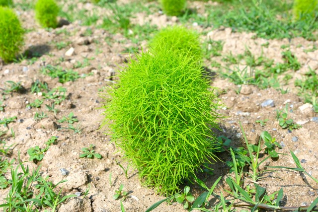 kochia_250708_01