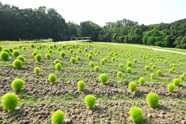 kochia_250708_02