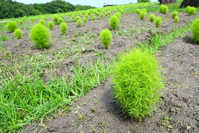 kochia_250716_01